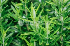 로즈마리, 로즈메리, rosemary, 민트, 잎파리, 사진,이미지,일러스트,캘리그라피 - joygream작가 크라우드픽 - 저작권 걱정 없는 상업용 이미지