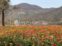 꽃, flower, 나무, tree, 산, 사진,이미지,일러스트,캘리그라피 - 백년살이작가 크라우드픽 - 저작권 걱정 없는 상업용 이미지
