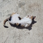 고양이, 길냥이, 뒹굴뒹굴, 애교, 발라당, 사진,이미지,일러스트,캘리그라피 - 헷작가 크라우드픽 - 저작권 걱정 없는 상업용 이미지