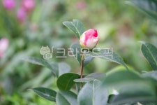 동백꽃, 봉우리, 꽃, bud, flower, 사진,이미지,일러스트,캘리그라피 - SWimage작가 크라우드픽 - 저작권 걱정 없는 상업용 이미지