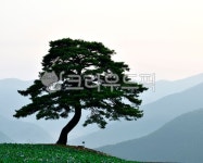 강우너도, 정선군, 소나무, 자연, 언덕, 사진,이미지,일러스트,캘리그라피 - Nepoto1작가 크라우드픽 - 저작권 걱정 없는 상업용 이미지