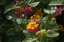 flower, 꽃, 식물, plant, color, 사진,이미지,일러스트,캘리그라피 - cdy93작가 크라우드픽 - 저작권 걱정 없는 상업용 이미지
