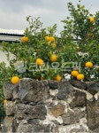 citrusfruit, food, 음식, 감귤류과일, 과일, 사진,이미지,일러스트,캘리그라피 - go_starlight작가 크라우드픽 - 저작권 걱정 없는 상업용... 