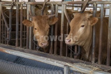 소, 암소, 토종소, 한우, 소농장, 사진,이미지,일러스트,캘리그라피 - 다정금지작가 크라우드픽 - 저작권 걱정 없는 상업용 이미지