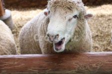 양, 동물, 양떼목장, 양털, 대관령, 사진,이미지,일러스트,캘리그라피 - ShNote작가 크라우드픽 - 저작권 걱정 없는 상업용 이미지