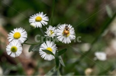 들국화, 식물, 꽃, 야생화, 청초, 사진,이미지,일러스트,캘리그라피 - 봉구58작가 크라우드픽 - 저작권 걱정 없는 상업용 이미지