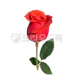 꽃, 꽃누끼, 꽃한송이, 꽃png, 여름꽃, 사진,이미지,일러스트,캘리그라피 - 느릿느릿쏘이작가 크라우드픽 - 저작권 걱정 없는 상업용 이미지