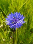 flower, 꽃, 수레국화, 꽃한송이, cornflower, 사진,이미지,일러스트,캘리그라피 - gkseogur0작가 크라우드픽 - 저작권 걱정 없는 상업용... 