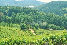 보성, 녹차밭, 풍경, 자연, landscape, 사진,이미지,일러스트,캘리그라피 - bomna작가 크라우드픽 - 저작권 걱정 없는 상업용 이미지