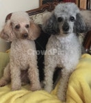 강아지, 푸들, 애완동물, 반려견, 동물, 사진,이미지,일러스트,캘리그라피 - poodle작가 크라우드픽 - 저작권 걱정 없는 상업용 이미지