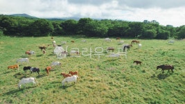 제주도, 마방목지, 말, horse, 제주도풍경, 사진,이미지,일러스트,캘리그라피 - 힐링필름작가 크라우드픽 - 저작권 걱정 없는 상업용 이미지