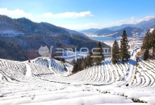 outdoors, nature, 자연, tree, 나무, 사진,이미지,일러스트,캘리그라피 - 아름다운날작가 크라우드픽 - 저작권 걱정 없는 상업용 이미지