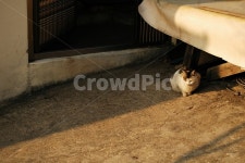 마루, 고양이, 대문, 그림자, 햇빛, 사진,이미지,일러스트,캘리그라피 - 트루타임작가 크라우드픽 - 저작권 걱정 없는 상업용 이미지