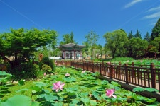 어린이대공원, 공원, 풍경, 연못, 연꽃, 사진,이미지,일러스트,캘리그라피 - 프리이미지작가 크라우드픽 - 저작권 걱정 없는 상업용 이미지