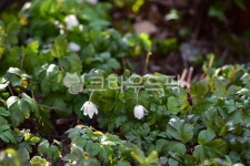 들바람꽃, 야생화, 꽃, 생태, 식물, 사진,이미지,일러스트,캘리그라피 - 릴작가 크라우드픽 - 저작권 걱정 없는 상업용 이미지