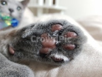 고양이발바닥, 고양이, 고양이젤리, 발바닥, 동물, 사진,이미지,일러스트,캘리그라피 - 겨울이누나작가 크라우드픽 - 저작권 걱정 없는 상업용 이미지