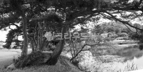 소나무, 동산, 숲, 소나무동산, 식물, 사진,이미지,일러스트,캘리그라피 - 서은작가 크라우드픽 - 저작권 걱정 없는 상업용 이미지