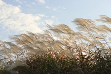 가을, 억새숲, 하늘, 구름, 바람, 사진,이미지,일러스트,캘리그라피 - 장미 정원작가 크라우드픽 - 저작권 걱정 없는 상업용 이미지