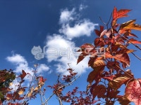 잎, plant, 나무, 단풍, 가을하늘, 사진,이미지,일러스트,캘리그라피 - 노래하는 강양작가 크라우드픽 - 저작권 걱정 없는 상업용 이미지