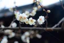 매화꽃, 매화, 한옥, 동양, 봄, 사진,이미지,일러스트,캘리그라피 - Ni36you작가 크라우드픽 - 저작권 걱정 없는 상업용 이미지