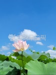 연꽃, 하늘, 구름, flower, nature, 사진,이미지,일러스트,캘리그라피 - 빅태작가 크라우드픽 - 저작권 걱정 없는 상업용 이미지