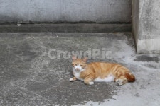 고양이, 길고양이, 냥이, 동네, 야옹이, 사진,이미지,일러스트,캘리그라피 - 핖피작가 크라우드픽 - 저작권 걱정 없는 상업용 이미지