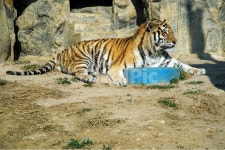 호랑이, 범, 포유류, 맹수, 동물원, 사진,이미지,일러스트,캘리그라피 - Deep bLUE작가 크라우드픽 - 저작권 걱정 없는 상업용 이미지