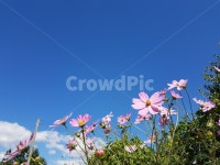 식물, 코스모스, 꽃, 하늘, 가을, 사진,이미지,일러스트,캘리그라피 - Nssisi03작가 크라우드픽 - 저작권 걱정 없는 상업용 이미지