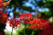 꽃무릇, 꽃, 식물, 플라워, flower, 사진,이미지,일러스트,캘리그라피 - 드래곤볼작가 크라우드픽 - 저작권 걱정 없는 상업용 이미지