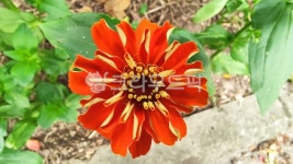 백일홍, zinniaelegans, 두상화, 백일초, 백일화, 사진,이미지,일러스트,캘리그라피 - Nkhd0192작가 크라우드픽 - 저작권 걱정 없는 상업용... 