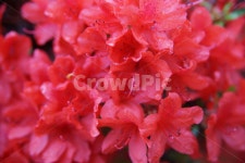 geranium, 제라늄, flower, 꽃, blossom, 사진,이미지,일러스트,캘리그라피 - 까시작가 크라우드픽 - 저작권 걱정 없는 상업용 이미지