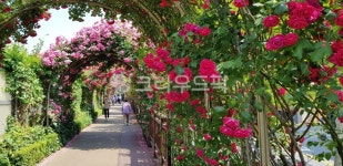 outdoors, 옥외, garden, 정원, 장미, 사진,이미지,일러스트,캘리그라피 - 자로랑작가 크라우드픽 - 저작권 걱정 없는 상업용 이미지