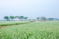 메밀밭, 메밀, 춘천, 강원도, 이효석, 사진,이미지,일러스트,캘리그라피 - 마퉁이작가 크라우드픽 - 저작권 걱정 없는 상업용 이미지