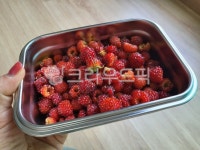 과일, fruit, 산딸기, food, 음식, 사진,이미지,일러스트,캘리그라피 - 담담1122작가 크라우드픽 - 저작권 걱정 없는 상업용 이미지