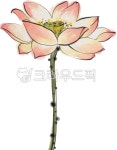 flower, 꽃, petal, 꽃잎, anther, 사진,이미지,일러스트,캘리그라피 - 나날디자인작가 크라우드픽 - 저작권 걱정 없는 상업용 이미지