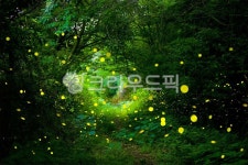 반딧불, 야경, 빛, 곶자왈, 숲, 사진,이미지,일러스트,캘리그라피 - ju999작가 크라우드픽 - 저작권 걱정 없는 상업용 이미지