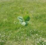 네잎클로버, 행운, 클로버, clover, fourleafclover, 사진,이미지,일러스트,캘리그라피 - 랑유나작가 크라우드픽 - 저작권 걱정 없는 상업용... 