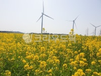 유채꽃, 자연, grassland, 목초지, 제주, 사진,이미지,일러스트,캘리그라피 - Njmsong63작가 크라우드픽 - 저작권 걱정 없는 상업용 이미지