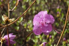 나무, 초록, 식물, 야외, 진달래, 사진,이미지,일러스트,캘리그라피 - Nshim9074작가 크라우드픽 - 저작권 걱정 없는 상업용 이미지