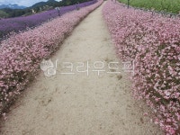 꽃, 분홍꽃, 길, 꽃길, flower, 사진,이미지,일러스트,캘리그라피 - 풀잎이슬작가 크라우드픽 - 저작권 걱정 없는 상업용 이미지