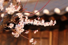 매화, 매화나무, 봄, 매화꽃, 자연, 사진,이미지,일러스트,캘리그라피 - 보는대로담다작가 크라우드픽 - 저작권 걱정 없는 상업용 이미지