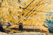 maple, 단풍, 은행나무, 가을, 시골마을, 사진,이미지,일러스트,캘리그라피 - 깡슈작가 크라우드픽 - 저작권 걱정 없는 상업용 이미지