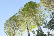 풍경, 자연풍경, 나무, 해질녘, 산책, 사진,이미지,일러스트,캘리그라피 - SeeOn작가 크라우드픽 - 저작권 걱정 없는 상업용 이미지