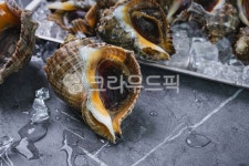 소라, 참소라, 식재료, 신선식품, 식품, 사진,이미지,일러스트,캘리그라피 - dangolimage작가 크라우드픽 - 저작권 걱정 없는 상업용 이미지