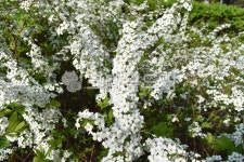 조팝나무, 조팝, 하얀꽃, 공원조경식물, 조경식물, 사진,이미지,일러스트,캘리그라피 - 버들아재작가 크라우드픽 - 저작권 걱정 없는 상업용 이미지