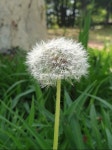 민들레홀씨, dandelionspore, 홀씨, spore, 민들레, 사진,이미지,일러스트,캘리그라피 - 럽플작가 크라우드픽 - 저작권 걱정 없는 상업용... 