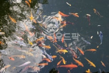 잉어, 황금잉어, 점박이, 수염, 눈, 사진,이미지,일러스트,캘리그라피 - 원프로작가 크라우드픽 - 저작권 걱정 없는 상업용 이미지