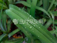 leaf, 잎, 비, 빗방울, 작은빗방울, 사진,이미지,일러스트,캘리그라피 - 오작교작가 크라우드픽 - 저작권 걱정 없는 상업용 이미지