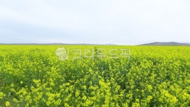 유채꽃, 유채, nature, field, 들, 사진,이미지,일러스트,캘리그라피 - mdkim작가 크라우드픽 - 저작권 걱정 없는 상업용 이미지