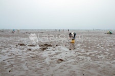 해루질, 갯벌체험, 몽산포, 서해, 바다, 사진,이미지,일러스트,캘리그라피 - 에스트렐라작가 크라우드픽 - 저작권 걱정 없는 상업용 이미지